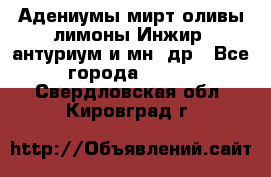 Адениумы,мирт,оливы,лимоны,Инжир, антуриум и мн .др - Все города  »    . Свердловская обл.,Кировград г.